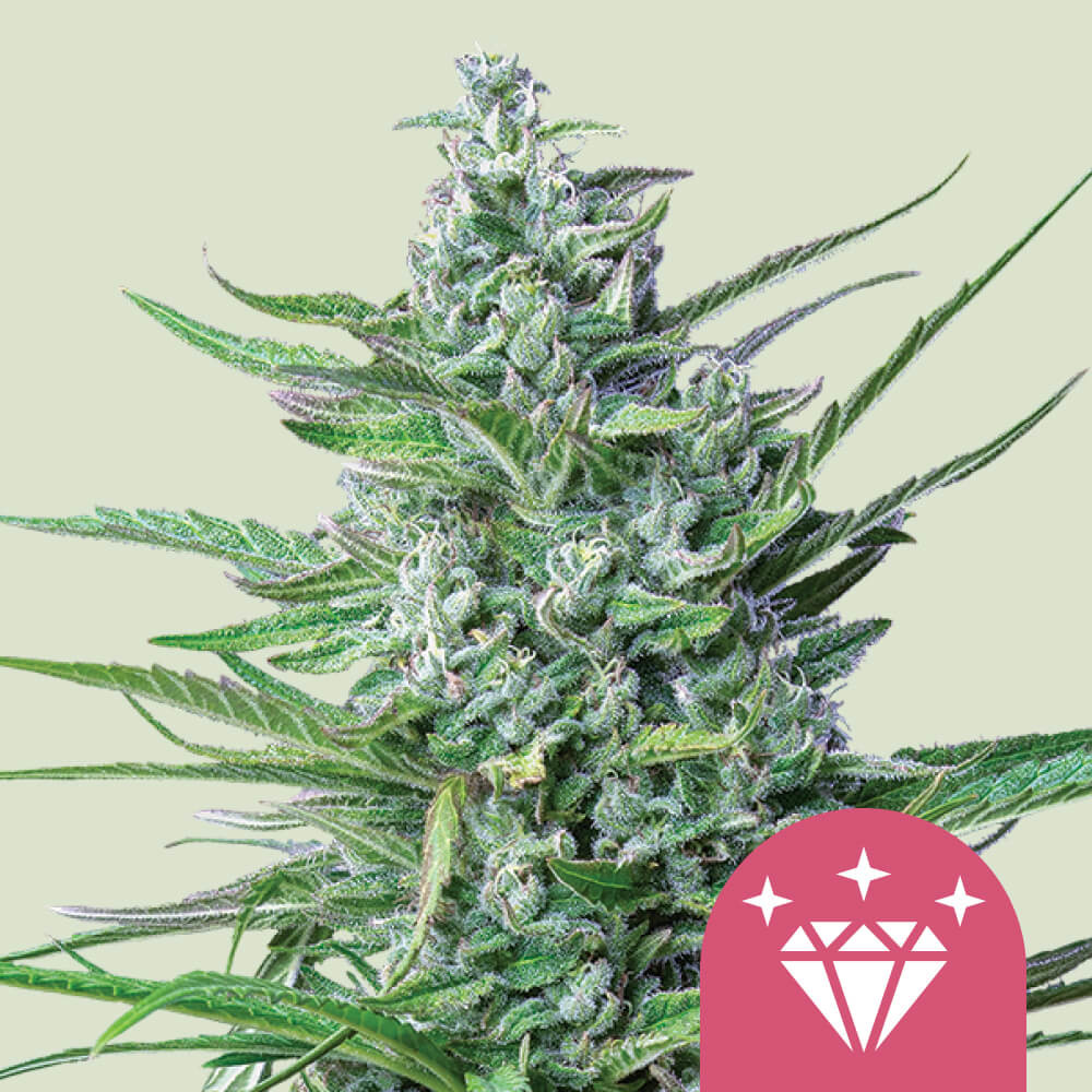 Special Kush 1 Kannabiksen Siemenet Royal Queen Seeds