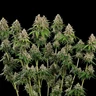 Bubblegum XL