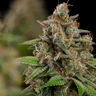 Bubblegum XL