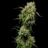 Medical Mass