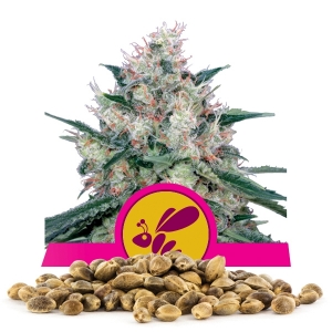 Honey Cream fast version Bulk Seeds