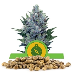 Northern Light Automatic Bulk Seeds