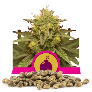 Royal Domina Bulkkisiemenet