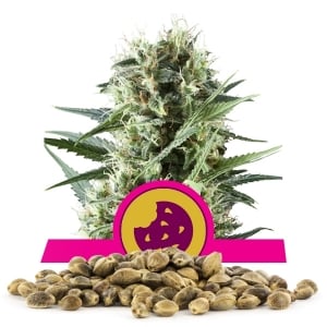 Royal Cookies Bulk Seeds Royal Cookies Bulk Seeds