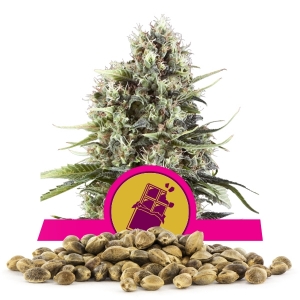 Chocolate Haze Bulkkisiemenet