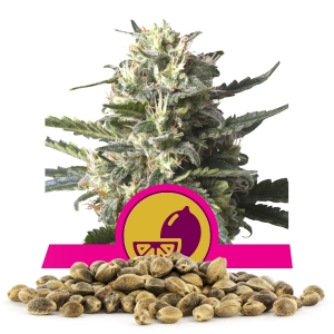 Lemon Shining Silver Haze Bulkkisiemenet