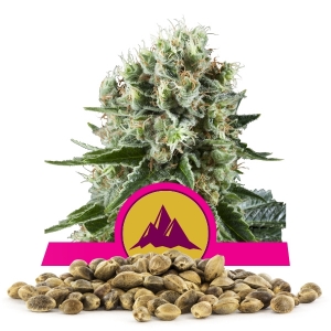 Critical Kush Bulkkisiemenet Critical Kush Bulkkisiemenet