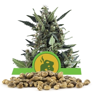 Blue Cheese Automatic Bulkkisiemenet