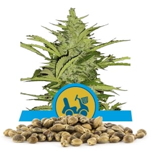 Fast Eddy Automatic CBD Bulkkisiemenet