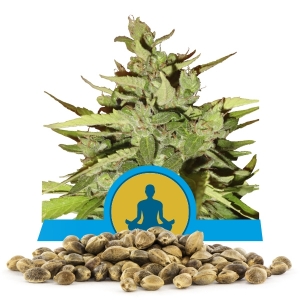 Stress Killer Automatic CBD Bulkkisiemenet
