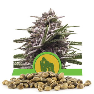 Royal Gorilla Automatic Bulk Seeds