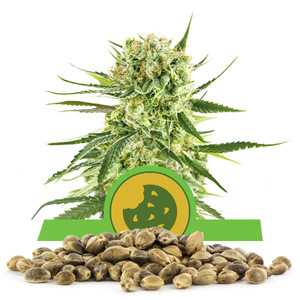 Royal Cookies Automatic Bulkkisiemenet