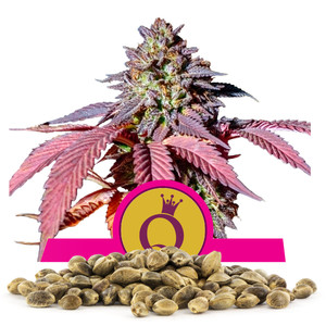 Purple Queen Bulkkisiemenet