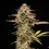 Apple Fritter Auto