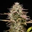 Apple Fritter Auto