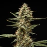 Grape Ape Auto