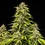 Tropicana Cookies Purple Auto