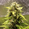 Tropicana Cookies Purple Auto