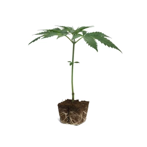 Tangie-pistokkaat