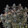 Astro Lemonade F1