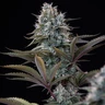 Astro Lemonade F1