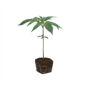 Larry OG -pistokkaat