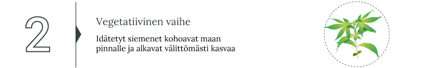 Opi jokainen askel kannabiksen sadonkorjuusta ja sen jälkeisestä käsittelystä