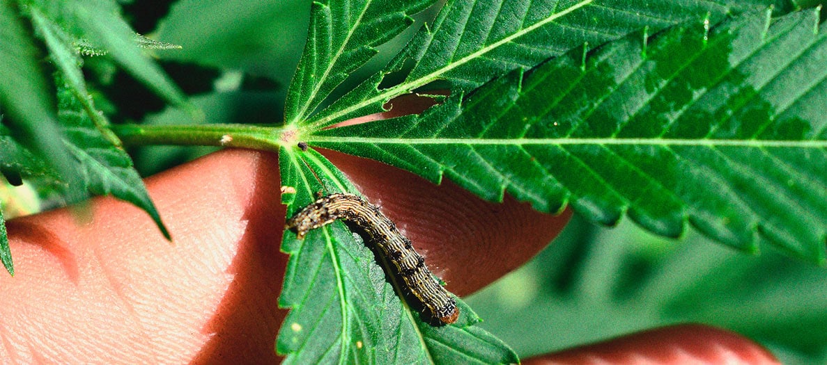 Identificación y tratamiento de las enfermedades más comunes del cannabis