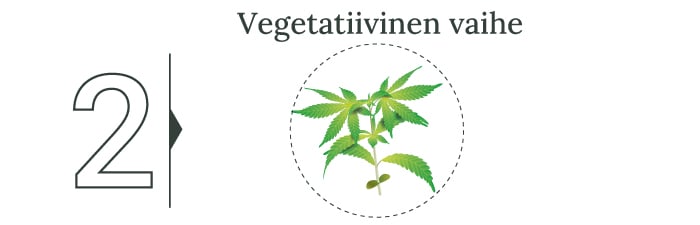 Opi jokainen askel kannabiksen sadonkorjuusta ja sen jälkeisestä käsittelystä