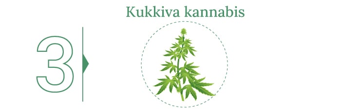 Opi jokainen askel kannabiksen sadonkorjuusta ja sen jälkeisestä käsittelystä