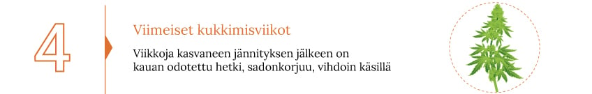 Opi jokainen askel kannabiksen sadonkorjuusta ja sen jälkeisestä käsittelystä