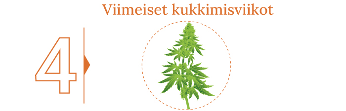 Opi jokainen askel kannabiksen sadonkorjuusta ja sen jälkeisestä käsittelystä