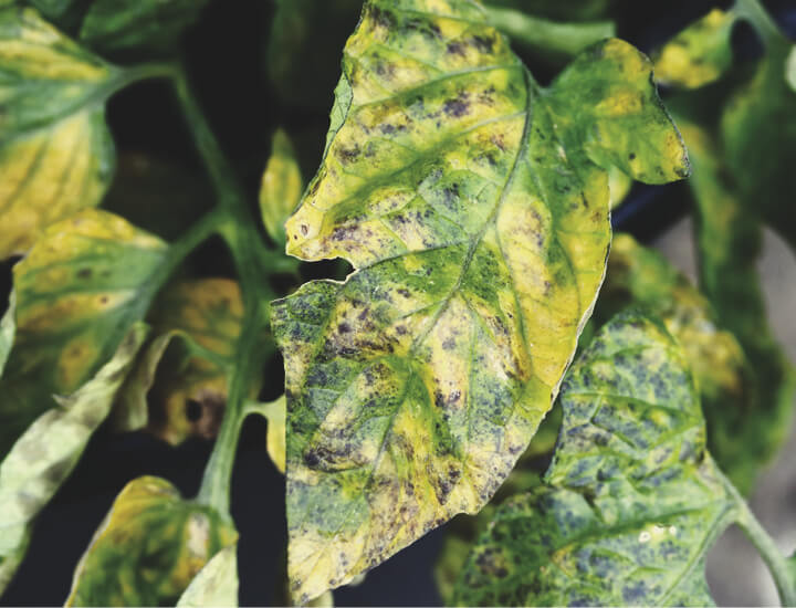 Septoria-laikkutauti Septoria-laikkutauti
