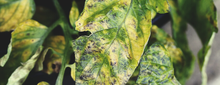 Septoria-laikkutauti Septoria-laikkutauti