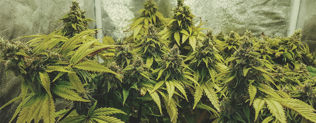 Amnesia Haze