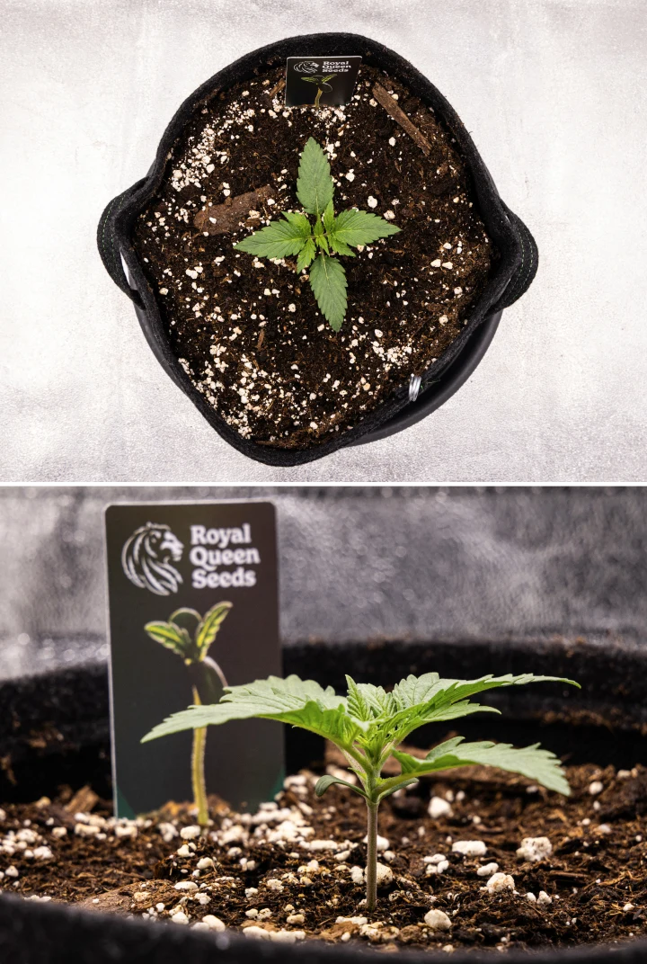 Atlas F1 grow report: viikko 1, taimivaihe Atlas F1 -kannabiksen taimi kasvaa kangasruukussa grow reportin viikolla 1, näyttäen lehtien varhaista kehitystä, tervettä kasvualustaa, perliittiä ja Royal Queen Seeds -kasvimerkkiä.