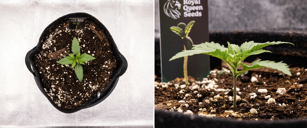 Atlas F1 grow report: viikko 1, taimivaihe Atlas F1 -kannabiksen taimi kasvaa kangasruukussa grow reportin viikolla 1, näyttäen lehtien varhaista kehitystä, tervettä kasvualustaa, perliittiä ja Royal Queen Seeds -kasvimerkkiä.