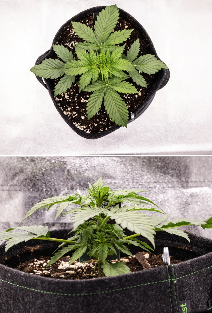 Atlas F1 grow report: viikko 2, vegetatiivinen kasvu Atlas F1 -kannabiskasvi kasvaa kangasruukussa grow reportin viikolla 2, näyttäen tervettä vegetatiivista kasvua, leveitä vihreitä lehtiä, perliittiä sisältävää kasvualustaa ja kompaktia kasvirakennetta.