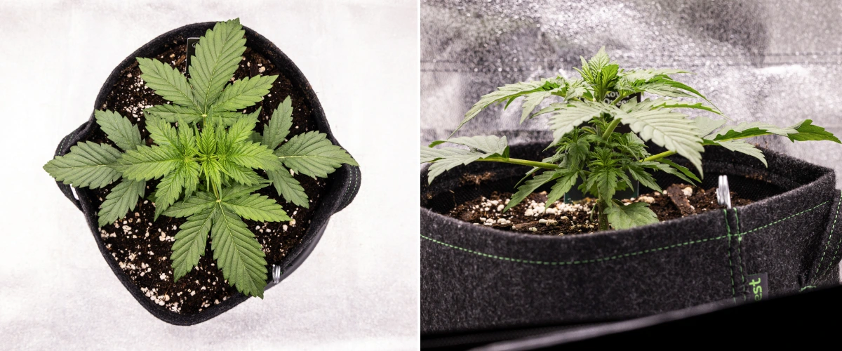 Atlas F1 grow report: viikko 2, vegetatiivinen kasvu Atlas F1 -kannabiskasvi kasvaa kangasruukussa grow reportin viikolla 2, näyttäen tervettä vegetatiivista kasvua, leveitä vihreitä lehtiä, perliittiä sisältävää kasvualustaa ja kompaktia kasvirakennetta.