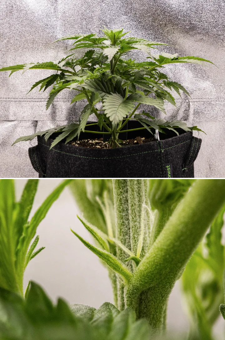Atlas F1 grow report: viikko 3, varhainen kukinta Atlas F1 -kannabiskasvi kasvaa kangasruukussa grow reportin viikolla 3, näyttäen kompaktia kasvua, varhaisia kukinnan merkkejä, valkoisia emin luotteja ja tervettä vihreää lehdistöä.