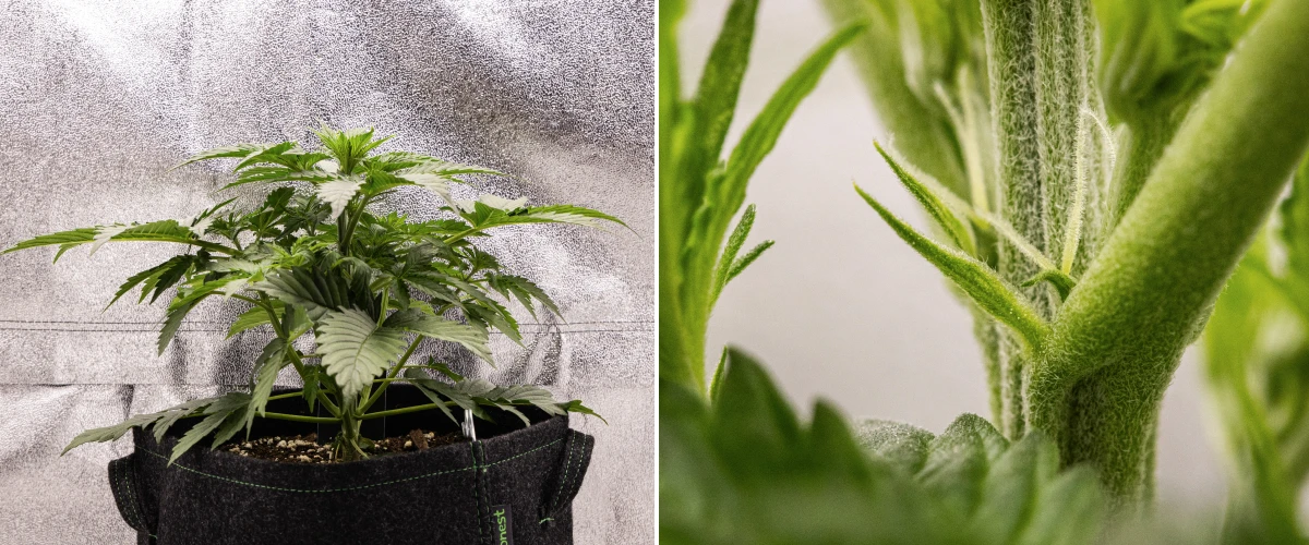 Atlas F1 grow report: viikko 3, varhainen kukinta Atlas F1 -kannabiskasvi kasvaa kangasruukussa grow reportin viikolla 3, näyttäen kompaktia kasvua, varhaisia kukinnan merkkejä, valkoisia emin luotteja ja tervettä vihreää lehdistöä.