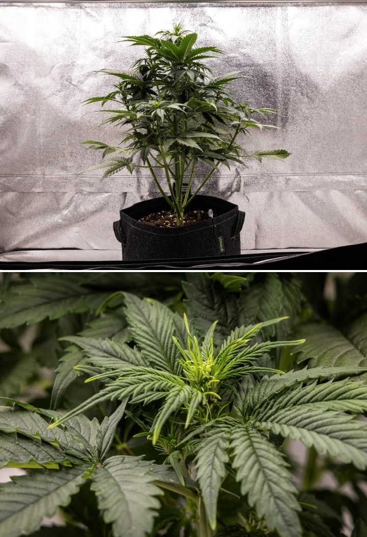 Atlas F1 grow report: viikko 4, kukinnan stretch Atlas F1 -kannabiskasvi kasvaa kangasruukussa grow reportin viikolla 4, näyttäen voimakasta pystysuuntaista kasvua, varhaista kukkien muodostumista, terveitä vihreitä lehtiä ja näkyviä kukintakohtia.