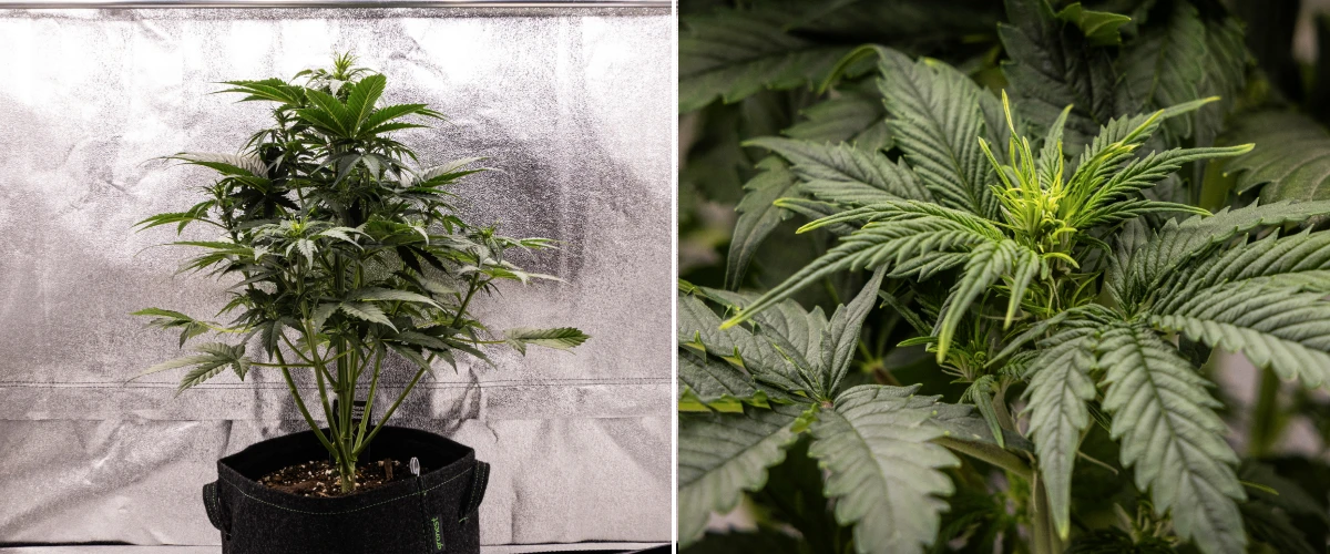 Atlas F1 grow report: viikko 4, kukinnan stretch Atlas F1 -kannabiskasvi kasvaa kangasruukussa grow reportin viikolla 4, näyttäen voimakasta pystysuuntaista kasvua, varhaista kukkien muodostumista, terveitä vihreitä lehtiä ja näkyviä kukintakohtia.