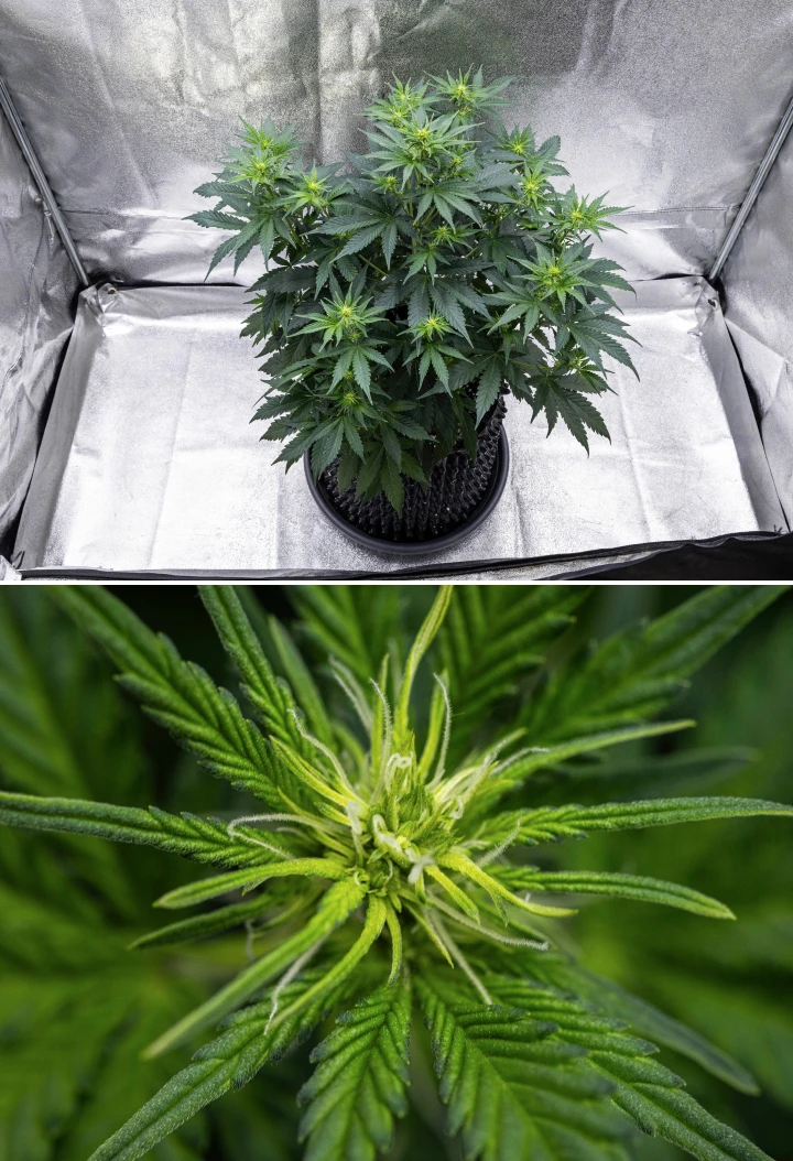 Atlas F1 grow report: viikko 5, kukkien kehitys Atlas F1 -kannabiskasvi kasvaa kangasruukussa grow reportin viikolla 5, näyttäen useita kukintakohtia, kehittyviä kukkia, valkoisia emin luotteja ja tervettä vihreää lehdistöä.