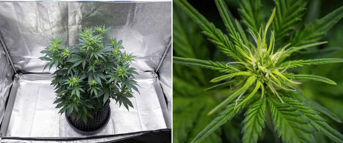 Atlas F1 grow report: viikko 5, kukkien kehitys Atlas F1 -kannabiskasvi kasvaa kangasruukussa grow reportin viikolla 5, näyttäen useita kukintakohtia, kehittyviä kukkia, valkoisia emin luotteja ja tervettä vihreää lehdistöä.