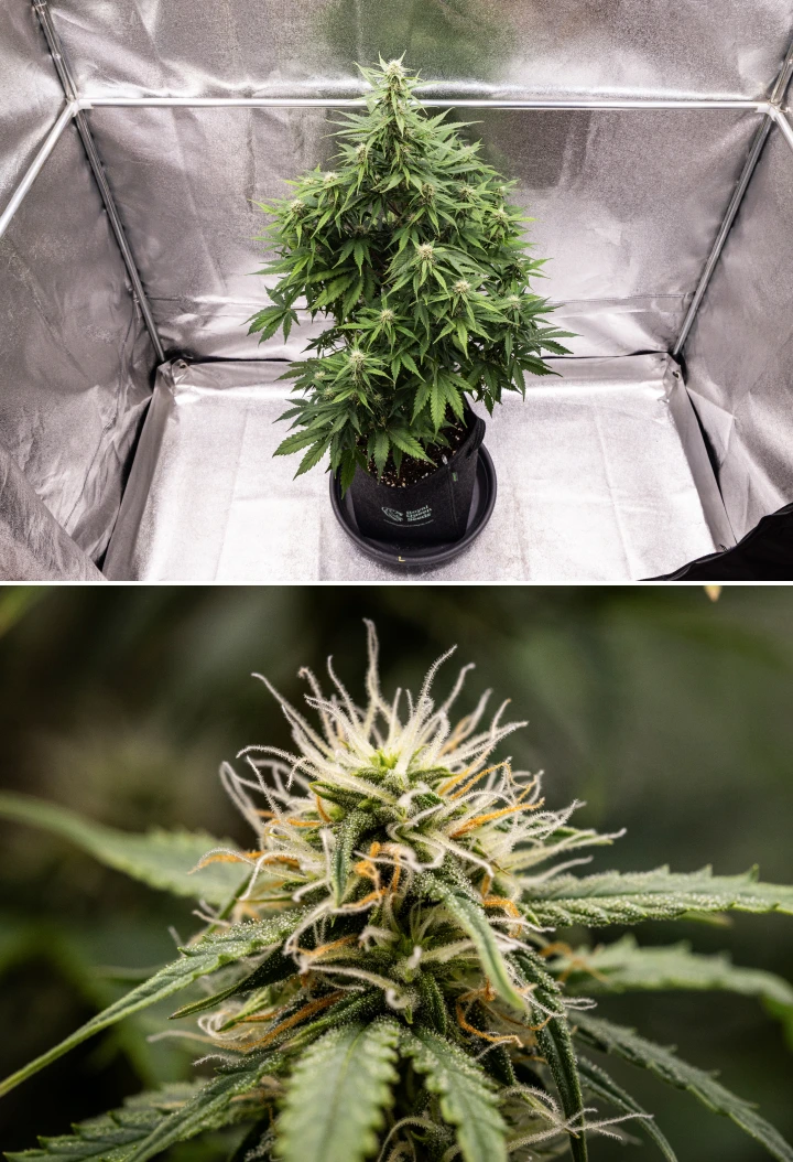 Atlas F1 grow report: viikko 6, hartsiset kukat Atlas F1 -kannabiskasvi kasvaa kangasruukussa grow reportin viikolla 6, näyttäen tiheää kukkien kehitystä, valkoisia ja oransseja emin luotteja, hartsisia trikomeja ja tervettä kukintakasvua.