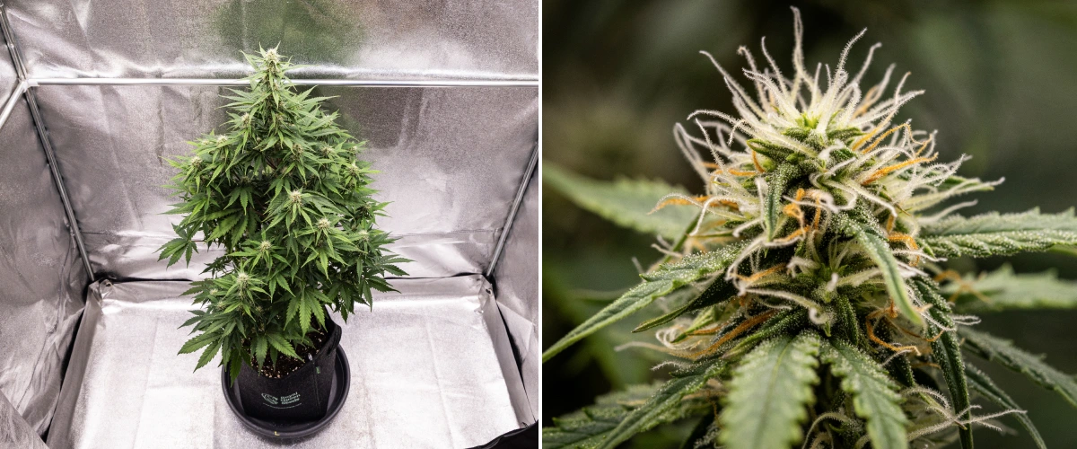 Atlas F1 grow report: viikko 6, hartsiset kukat Atlas F1 -kannabiskasvi kasvaa kangasruukussa grow reportin viikolla 6, näyttäen tiheää kukkien kehitystä, valkoisia ja oransseja emin luotteja, hartsisia trikomeja ja tervettä kukintakasvua.