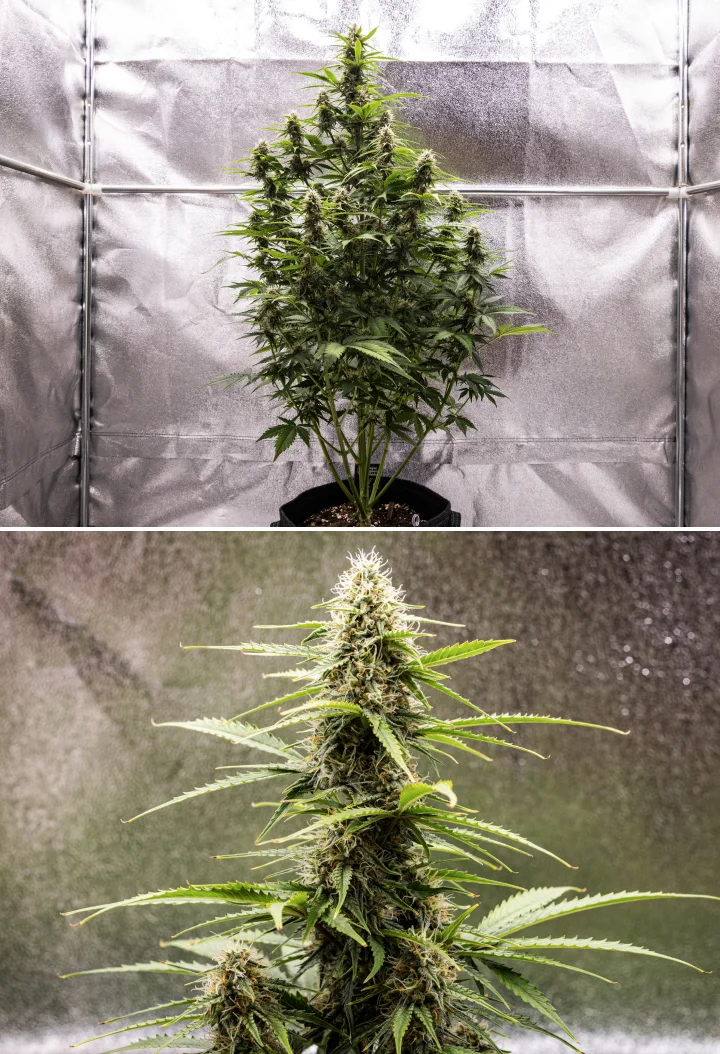 Atlas F1 grow report: viikko 7, kypsät kukat Atlas F1 -kannabiskasvi kasvaa kangasruukussa grow reportin viikolla 7, näyttäen kypsien kukkien kehitystä, hartsisia kukkia, oransseja emin luotteja ja korkean keskimmäisen colan.