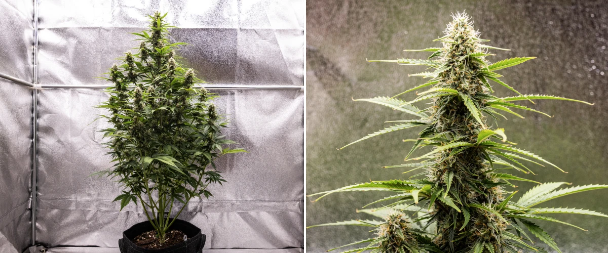 Atlas F1 grow report: viikko 7, kypsät kukat Atlas F1 -kannabiskasvi kasvaa kangasruukussa grow reportin viikolla 7, näyttäen kypsien kukkien kehitystä, hartsisia kukkia, oransseja emin luotteja ja korkean keskimmäisen colan.