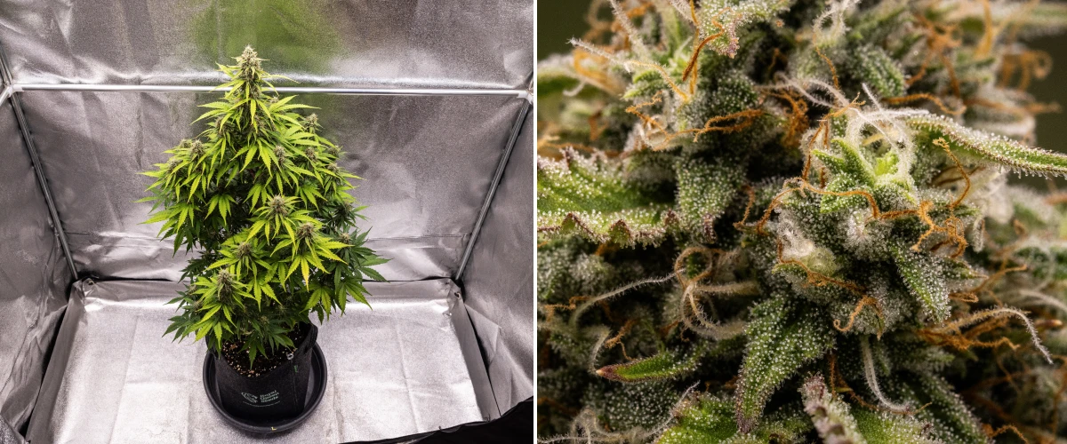 Atlas F1 grow report: viikko 8, sadonkorjuuvalmiit kukat Atlas F1 -kannabiskasvi kasvaa kangasruukussa grow reportin viikolla 8, näyttäen huurteisia kypsiä kukkia, tiheää trikominiopeitettä, oransseja emin luotteja ja sadonkorjuuvalmista kukintakasvua.